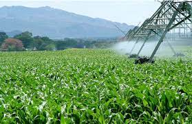 Maize Farming in Zambia: Cultivating Prosperity in the Heart of Africa