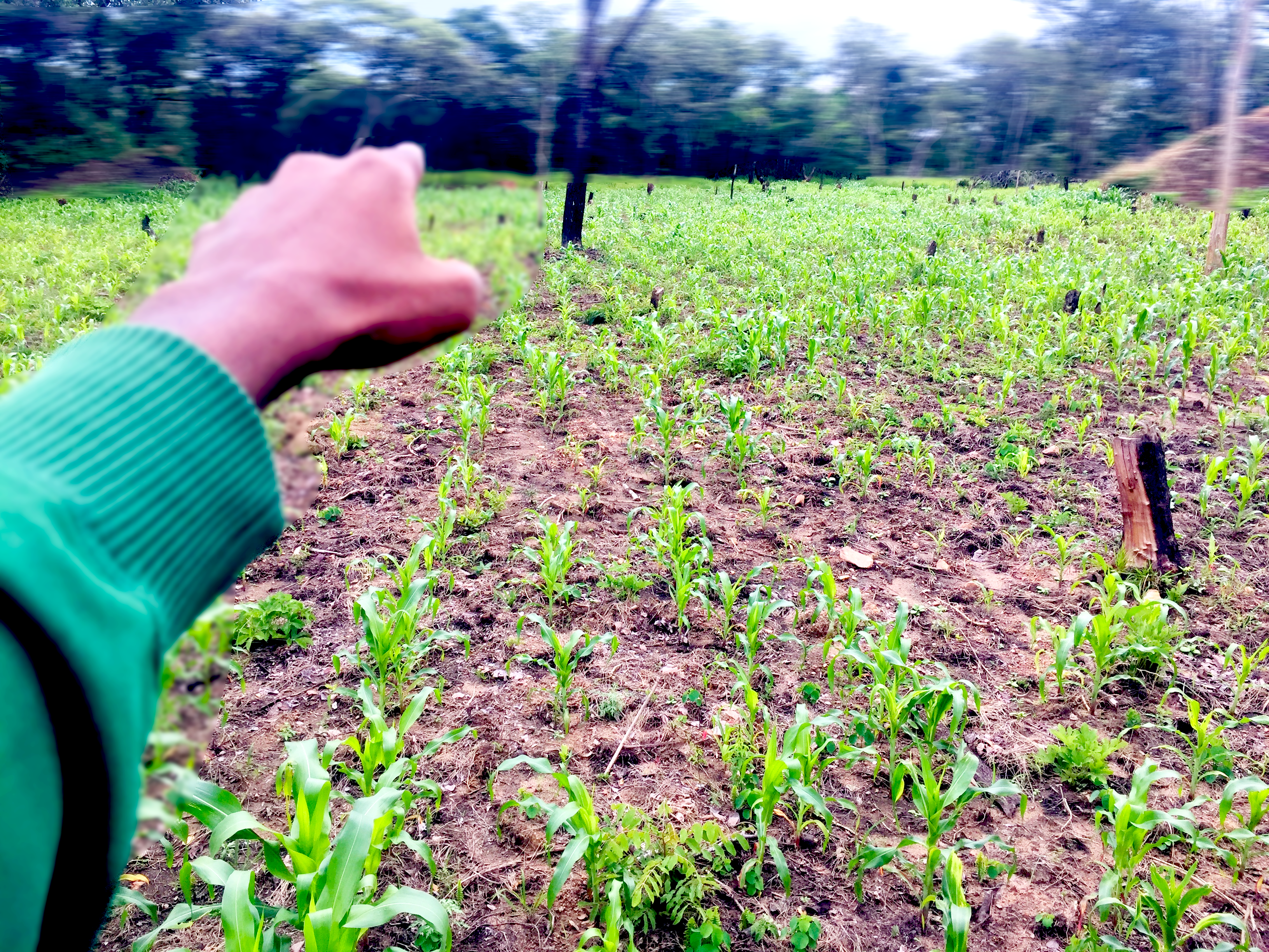 The right time to plant maize in Zambia
