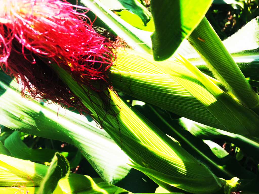 Cost of maize farming in Zambia
