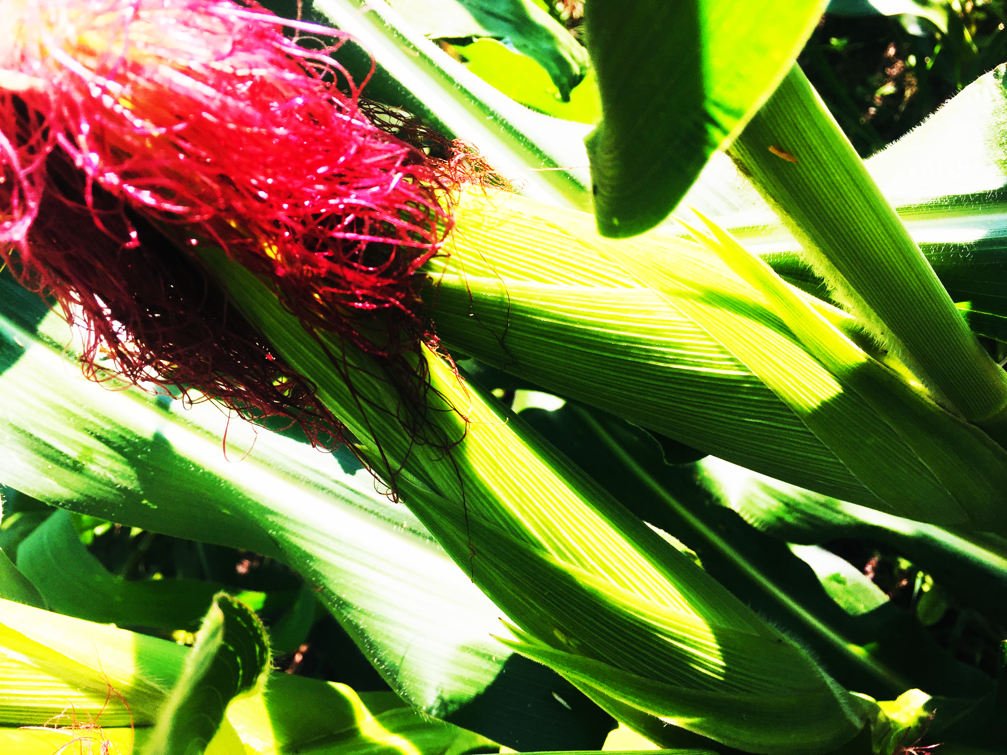 Cost of maize farming in Zambia