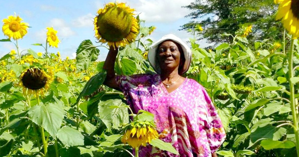 Sunflower Farming in Zambia: A Lucrative Venture