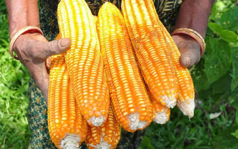 Maize price in Zambia Today