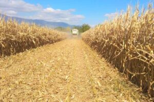 Calculating Bags per Hectare in Zambia (Maximizing Maize Yield)