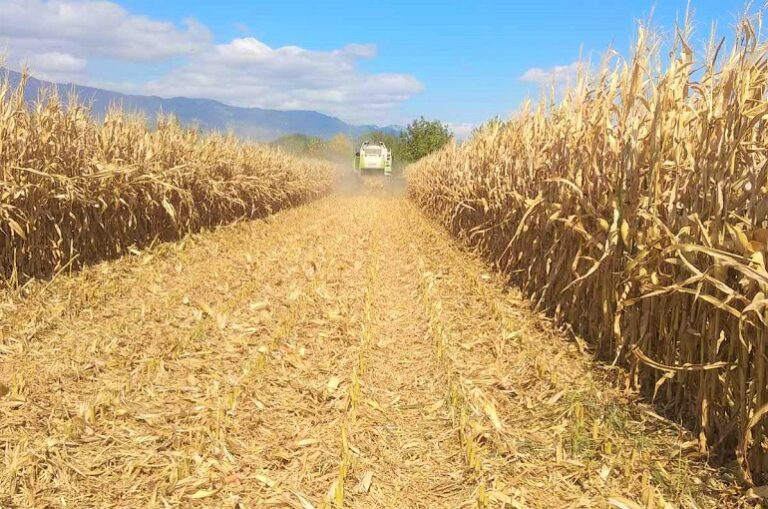 calculating-bags-per-hectare-in-zambia-maximizing-maize-yield