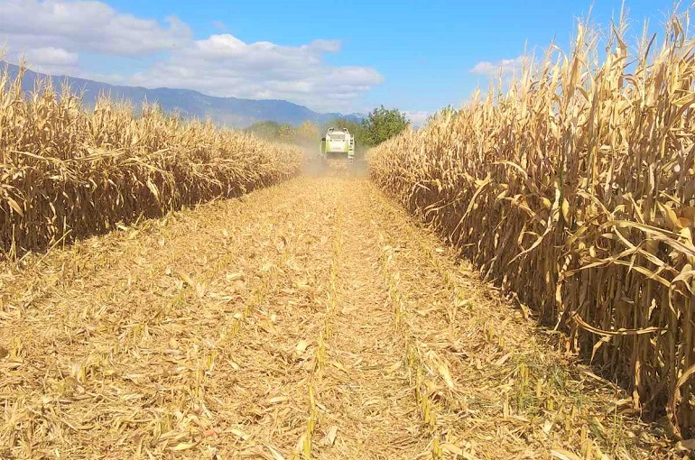 Calculating Bags per Hectare in Zambia (Maximizing Maize Yield)