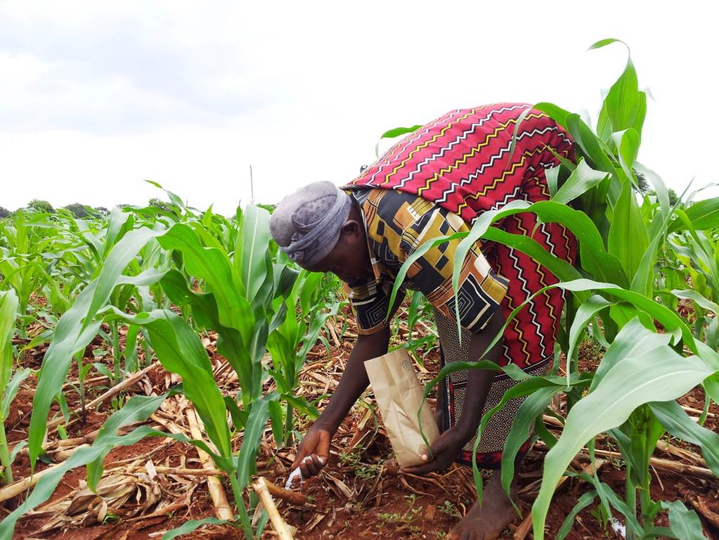 Maize Fertilizer Schedule