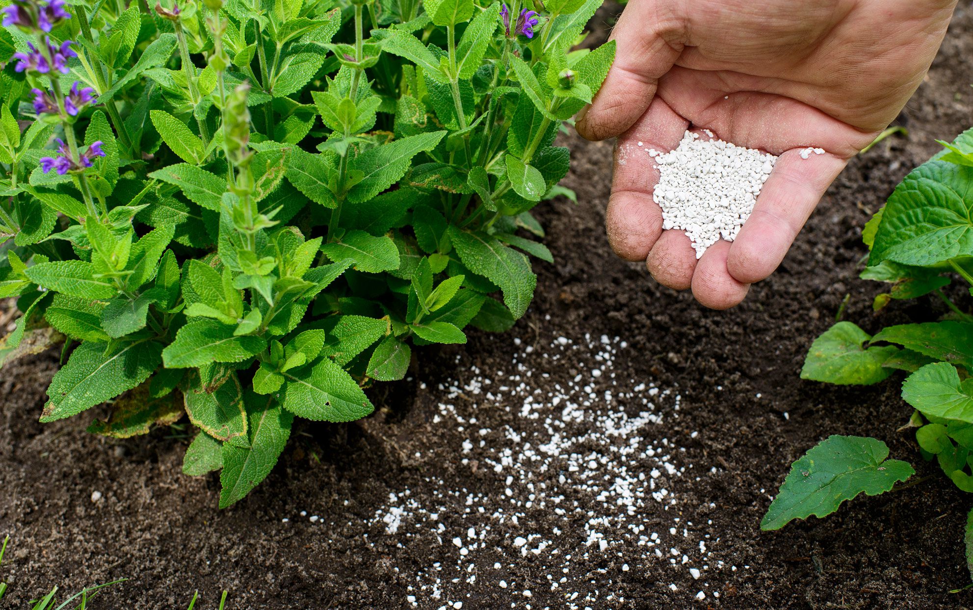 Fertilizer Application in Maize Production