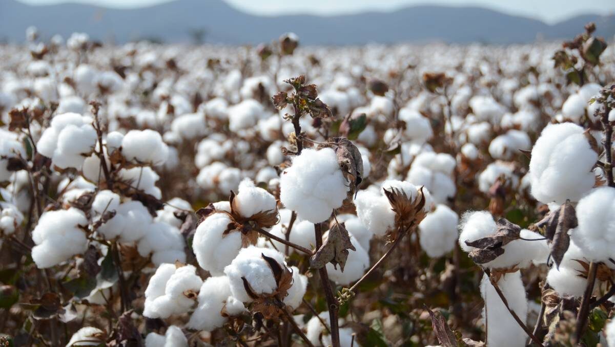A Comprehensive Look at Cash Crops in Zambia
