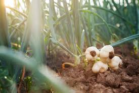 Garlic Farming in Zambia