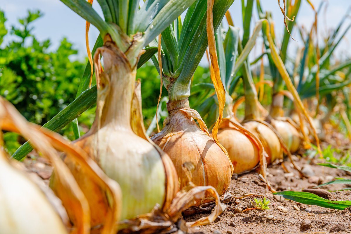 Profit Potential Of Onion Farming in Zambia