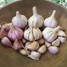 Cost of Garlic Farming in Zambia