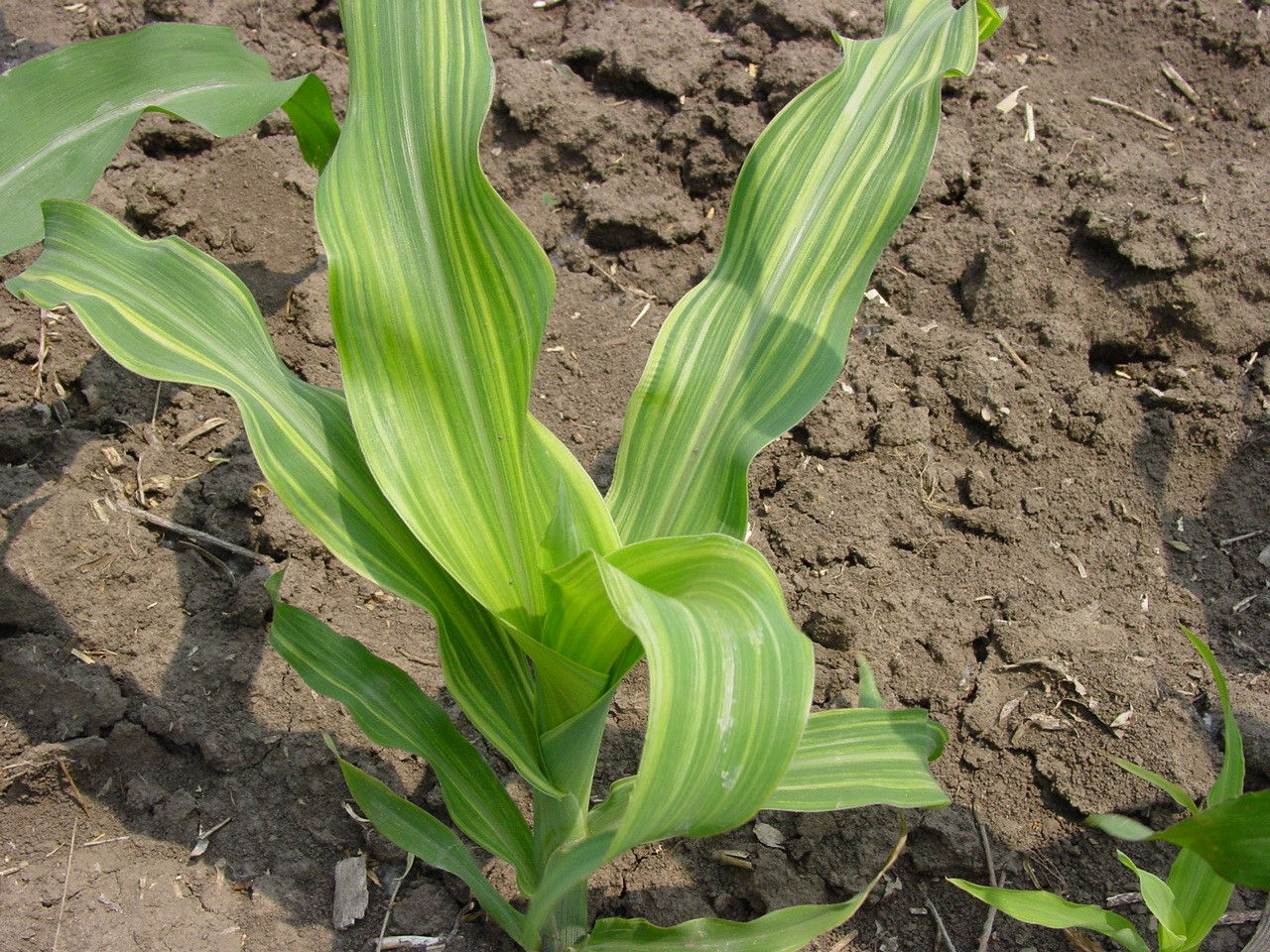 Micronutrients Play a Vital Role in Maize – Here's Why